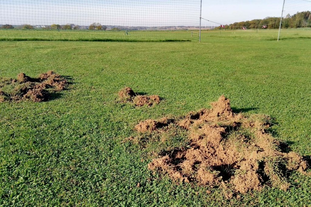 hierhabenschweinegeackertimvorbereitungsraum.jpg